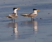 Hinduterne   6059 Gulls Terns Skimmers - Måke, Afrika, Great Crested Tern, Hinduterne, Laridae, Namibia, Thalasseus bergii : 6059 Gulls Terns Skimmers - Måke, Afrika, Great Crested Tern, Hinduterne, Laridae, Namibia, Thalasseus bergii