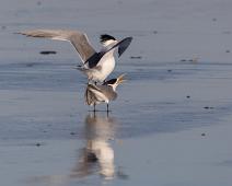 Hinduterne   6059 Gulls Terns Skimmers - Måke, Afrika, Great Crested Tern, Hinduterne, Laridae, Namibia, Thalasseus bergii : 6059 Gulls Terns Skimmers - Måke, Afrika, Great Crested Tern, Hinduterne, Laridae, Namibia, Thalasseus bergii