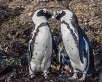 Kappingvin   6436 Penguin - Pingvin, Afrika, Jackass penguin, Kapppingvin, Namibia, Spheniscus demersus : 6436 Penguin - Pingvin, Afrika, Jackass penguin, Kapppingvin, Namibia, Spheniscus demersus