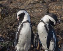 6436 Penguin - Pingvin, Afrika, Jackass penguin, Kapppingvin, Namibia, Spheniscus demersus : 6436 Penguin - Pingvin, Afrika, Jackass penguin, Kapppingvin, Namibia, Spheniscus demersus