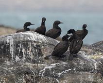 Kappskarv   6809 Cormorants Shags - Skarv, Afrika, Cape Cormorant, Kappskarv, Namibia, Phalacrocoracidae, Phalacrocorax capensis : 6809 Cormorants Shags - Skarv, Afrika, Cape Cormorant, Kappskarv, Namibia, Phalacrocoracidae, Phalacrocorax capensis