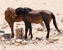Namibia, Namibia pattedyr, villhester : Namibia, Namibia pattedyr, villhester