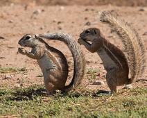 Afrikansk jordekorn, Ground squirrel, Namibia, Namibia pattedyr, Xerus inauris : Afrikansk jordekorn, Ground squirrel, Namibia, Namibia pattedyr, Xerus inauris