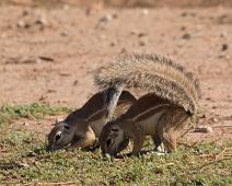 Afrikansk jordekorn, Ground squirrel, Namibia, Namibia pattedyr, Xerus inauris : Afrikansk jordekorn, Ground squirrel, Namibia, Namibia pattedyr, Xerus inauris