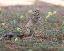 Afrikansk jordekorn, Ground squirrel, Namibia, Namibia pattedyr, Xerus inauris : Afrikansk jordekorn, Ground squirrel, Namibia, Namibia pattedyr, Xerus inauris