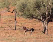 Namibia, Namibia pattedyr, Red hartebeest : Namibia, Namibia pattedyr, Red hartebeest