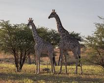 Namibia, Namibia pattedyr, Southern giraffe : Namibia, Namibia pattedyr, Southern giraffe
