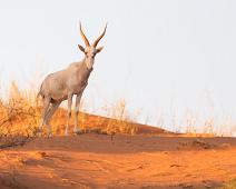 Namibia, Namibia pattedyr, Red hartebeest : Namibia, Namibia pattedyr, Red hartebeest