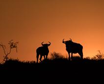Himmel, Namibia, Namibia pattedyr, Solnedgang, Striped gnu : Himmel, Namibia, Namibia pattedyr, Solnedgang, Striped gnu