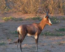 Namibia, Namibia pattedyr, Red hartebeest : Namibia, Namibia pattedyr, Red hartebeest