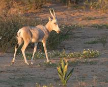 Namibia, Namibia pattedyr, Red hartebeest : Namibia, Namibia pattedyr, Red hartebeest