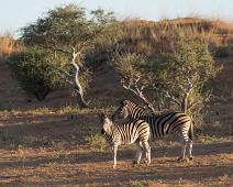 Burchellsebra, Equus burchelli, Namibia, Namibia pattedyr, vanlig sebra : Burchellsebra, Equus burchelli, Namibia, Namibia pattedyr, vanlig sebra
