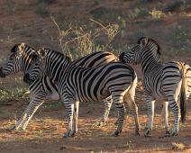 Burchellsebra, Equus burchelli, Namibia, Namibia pattedyr, vanlig sebra : Burchellsebra, Equus burchelli, Namibia, Namibia pattedyr, vanlig sebra