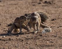 Afrikansk jordekorn, Ground squirrel, Namibia, Namibia pattedyr, Xerus inauris : Afrikansk jordekorn, Ground squirrel, Namibia, Namibia pattedyr, Xerus inauris