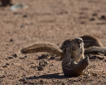 Afrikansk jordekorn, Ground squirrel, Namibia, Namibia pattedyr, Xerus inauris : Afrikansk jordekorn, Ground squirrel, Namibia, Namibia pattedyr, Xerus inauris