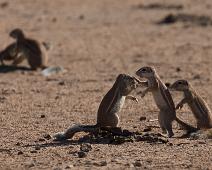 Afrikansk jordekorn, Ground squirrel, Namibia, Namibia pattedyr, Xerus inauris : Afrikansk jordekorn, Ground squirrel, Namibia, Namibia pattedyr, Xerus inauris