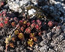 Kanada blomster, Planter, ukjent : Kanada blomster, Planter, ukjent
