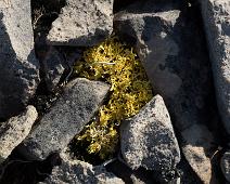 Kanada blomster, Planter, ukjent : Kanada blomster, Planter, ukjent