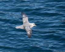 Amerika, Fulmarus glacialis, Havhest (EN), Havhest Kanada, Nord Amerika, Northern Fulmar : Amerika, Fulmarus glacialis, Havhest (EN), Havhest Kanada, Nord Amerika, Northern Fulmar