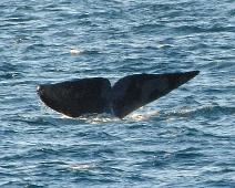 Bowhead whale, Grønlandshval, Kanada dyr : Bowhead whale, Grønlandshval, Kanada dyr