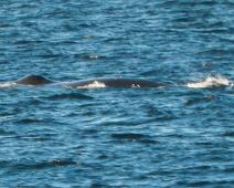 Bowhead whale, Grønlandshval, Kanada dyr : Bowhead whale, Grønlandshval, Kanada dyr