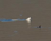6327 Auks - Alke, Alcidae, Amerika, Black Guillemot, Cepphus grylle, Isbjørn, Nord Amerika, Teist (NT), Teist Kanada : 6327 Auks - Alke, Alcidae, Amerika, Black Guillemot, Cepphus grylle, Isbjørn, Nord Amerika, Teist (NT), Teist Kanada