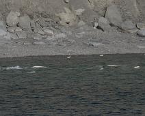 Beluga, Kanada dyr : Beluga, Kanada dyr