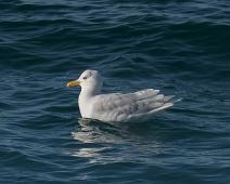 6059 Gulls Terns Skimmers - Måke, Amerika, Glaceous gull, Laridae, Larus hyperboreus, Nord Amerika, Polarmåke Kanada : 6059 Gulls Terns Skimmers - Måke, Amerika, Glaceous gull, Laridae, Larus hyperboreus, Nord Amerika, Polarmåke Kanada