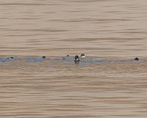 Harp seal, Kanada dyr : Harp seal, Kanada dyr