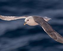Havhest   Amerika, Fulmarus glacialis, Havhest (EN), Havhest Kanada, Nord Amerika, Northern Fulmar : Amerika, Fulmarus glacialis, Havhest (EN), Havhest Kanada, Nord Amerika, Northern Fulmar