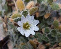 Kanada blomster, Planter, arktiske planter : Kanada blomster, Planter, arktiske planter