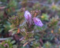 Kanada blomster, Planter, arktiske planter : Kanada blomster, Planter, arktiske planter