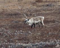 Kanada dyr, Karibu : Kanada dyr, Karibu