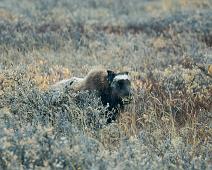 Kanada dyr, Moskus : Kanada dyr, Moskus