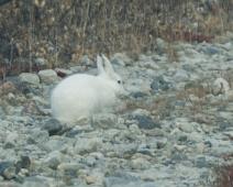 Kanada dyr, arktisk hare : Kanada dyr, arktisk hare