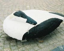 Ærfugl sperreblokk