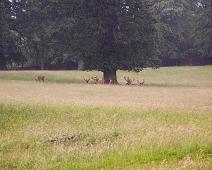 Hjort ved Fountains Abbey