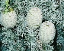 b06