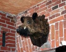 Petrischwein   Rostock : Rostock