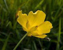 Bekkeblom, nasjonalblomst   Færøyene, Vágar : Færøyene, Vágar
