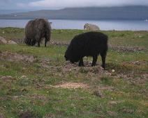 Mer får   Thorshavn : Thorshavn