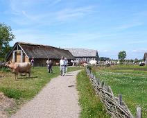 Ribe