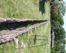 Ribe