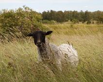 Birka   Birka : Birka