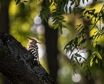 Burgos, Eurasian Hoopoe, Hærfugl, Spania, Upupa epops : Burgos, Eurasian Hoopoe, Hærfugl, Spania, Upupa epops