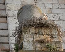 Burgos, Ciconia ciconia, Spania, Stork, White Stork : Burgos, Ciconia ciconia, Spania, Stork, White Stork