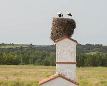 Ciconia ciconia, Stork, White Stork : Ciconia ciconia, Stork, White Stork