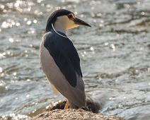 Black-crowned Night-Heron, Leon, Natthegre, Nycticorax nycticorax, Spania : Black-crowned Night-Heron, Leon, Natthegre, Nycticorax nycticorax, Spania