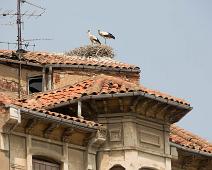 Ciconia ciconia, Leon, Spania, Stork, White Stork : Ciconia ciconia, Leon, Spania, Stork, White Stork