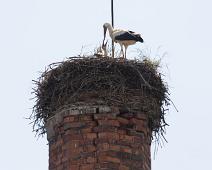 Stork i Vyšší Brod   Ciconia ciconia, Stork, White Stork : Ciconia ciconia, Stork, White Stork